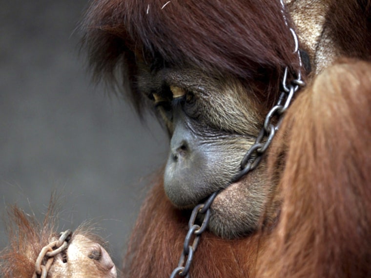 Image: Chained Orangutan
